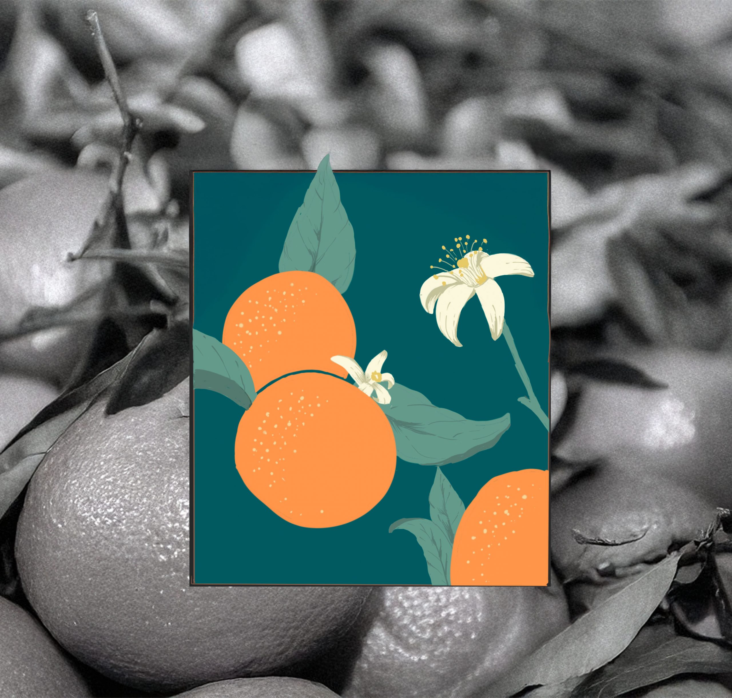 illustration of oranges for brand visual of biscuit company