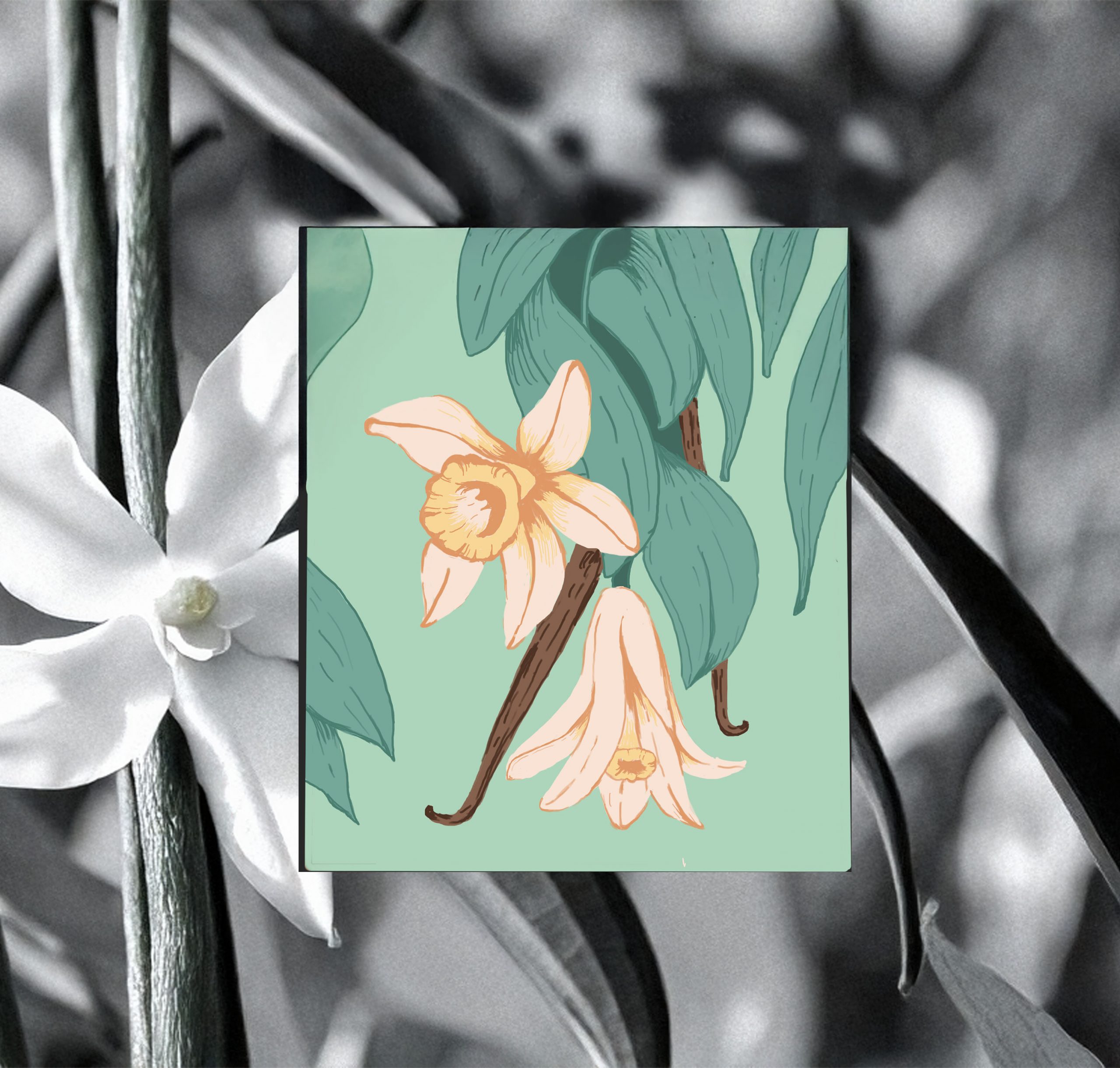 illustration of vanilla flowers for brand visual of biscuit company