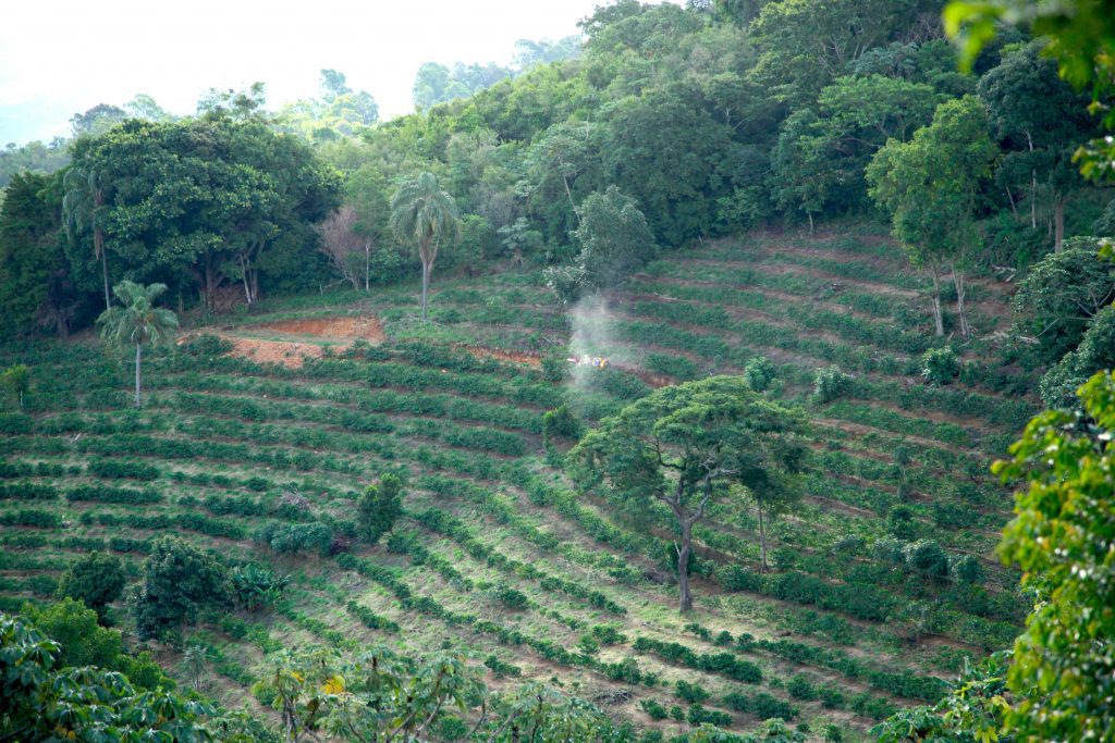 specialty coffee brewing lifestyle visual storytelling